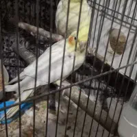 جوجه عروس هلندی