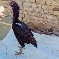 مرغ لاری|حیوانات مزرعه|نیمروز, |دیوار