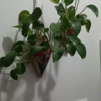 دکوری|صنایع دستی و سایر لوازم تزئینی|مشهد, آبادگران|دیوار