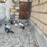 کفتر