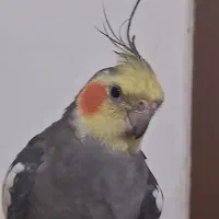 گمشدن دوعددعروس هلندی|حیوانات|شهرکرد, |دیوار