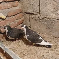 فروش کبوتر|پرنده|خسروشاه, |دیوار