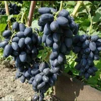 نهال انگور تضمینی با ضمانت کتبی|حراج|خرمدشت, |دیوار