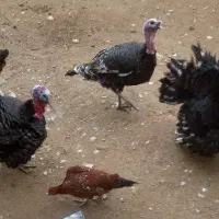 بوقلمون نر|حیوانات مزرعه|مانه, |دیوار