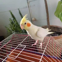 عروس هلندی گم شده در تهرانسر