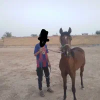 نریان خالص ایرانی|اسب و تجهیزات اسب‌سواری|شوشتر, |دیوار