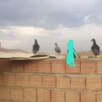 کفتر
