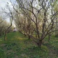 باغ باغچه روستا عربلو دره ۷۰۰ مترمربع