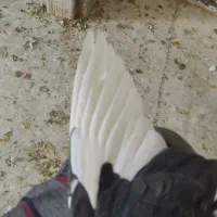 کبوتر|پرنده|یزد, |دیوار