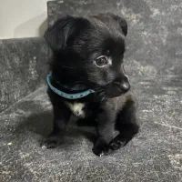 سگ مشکی|سگ|تهران, فلاح|دیوار