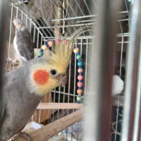 یک جفت عروس هلندی|پرنده|کرج, اسدآباد|دیوار