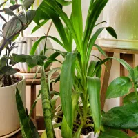 ۳ عدد گل|گل و گیاه طبیعی|شاهین‌شهر, شهرک میلاد|دیوار