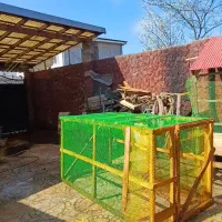 لونه پرنده مرغ...