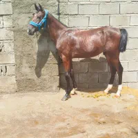 فروشی قیمت توافقی