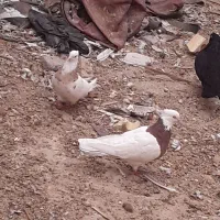 کفتر و مرغ محلی|پرنده|بندر ماهشهر, |دیوار