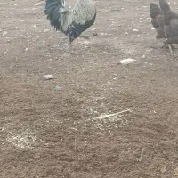 خروس|حیوانات مزرعه|اسلام‌‌آباد غرب, |دیوار