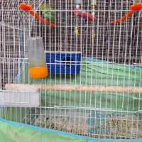 عروس هلندی اصل|پرنده|پیرانشهر, |دیوار