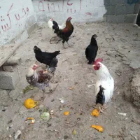 مرغ خروس محلی چاه قائدی وحید کشتکار|حیوانات مزرعه|لامرد, |دیوار