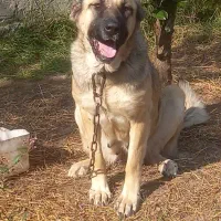 واگذاری ماده سرابی|سگ|عباس‌آباد, |دیوار