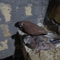 یک جفت سرور