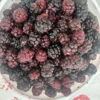 شاتوت قوچان