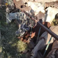 شیرالاغ وشیرشتر