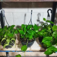 گل و گیاه|گل و گیاه طبیعی|آران و بیدگل, |دیوار