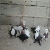 سلام کفتر رنگی بفروش میرسن