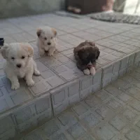 فروش توله