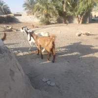 یک بز باتروشت بر آبستن هست