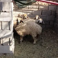 کاور بره|حیوانات مزرعه|بم, |دیوار