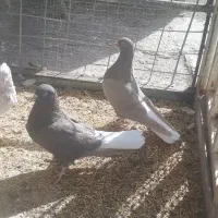 کبوتر دم سفید