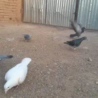 کفتر