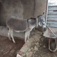 خر ماده گوسفندی|حیوانات مزرعه|بهشهر, |دیوار