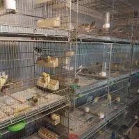 فروش قناری رسمی بلند،نگرو،مزاییکی،ردفکتور