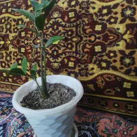 فروش گل های آپارتمانی وبیرونی