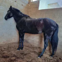 مادیان یموت خالص شجره دار مدارک تکمیل