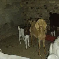 بز بابزغاله نر دوتا بز غاله داره هر دفعه دوتا میار