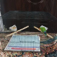 قفس مشکی بزرگ|لوازم جانبی حیوانات|رشت, حومه رشت|دیوار