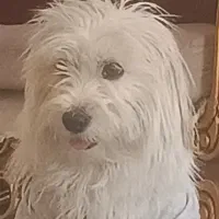 سگ پا کوتاه