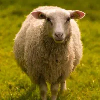 قربونی گوسفند خوش گوشت