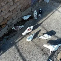 حدود ۱۲ عدد کبوتر پرشی