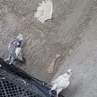 کفتر پرشی درجه یک|پرنده|حمیدیا, |دیوار