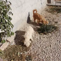 سگ پا کوتاه بازیگوش