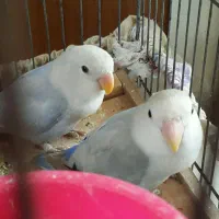کوتوله برزیلی