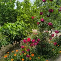 باغ-500-متری