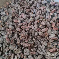 مویزبش دشمن زیاری