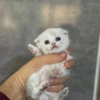 گربه اسکاتیش بریتیش