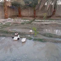 وردک|پرنده|قصرقند, |دیوار