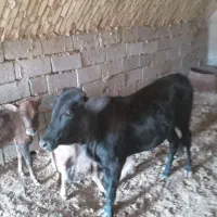 گاوگوشتی